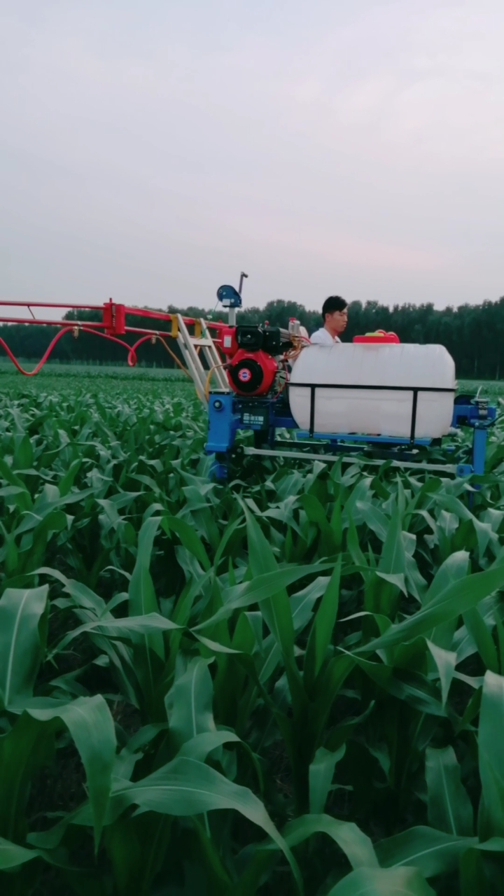 打药机#玉米地打药机