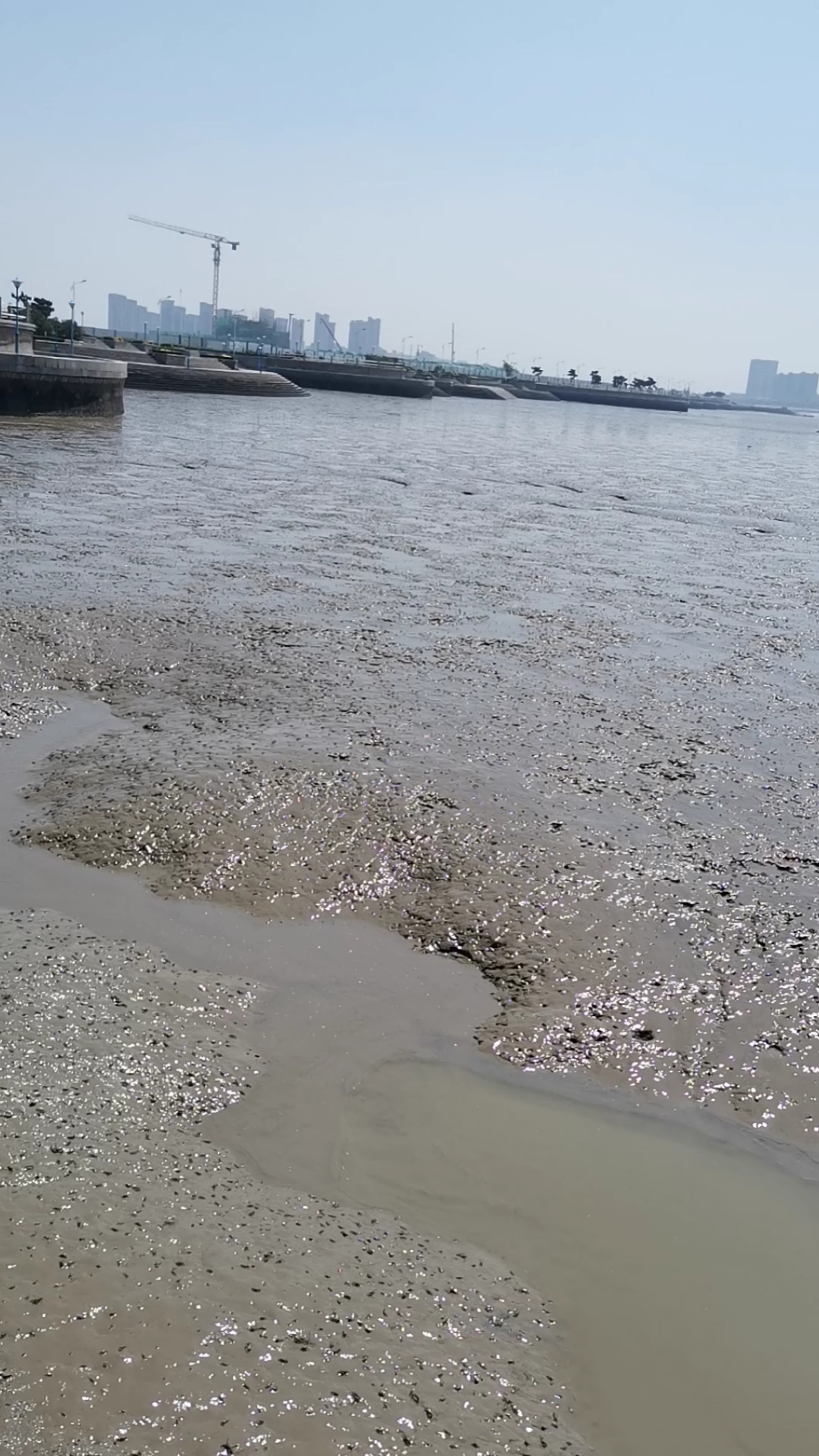 胶州湾潮水退后形成的泥滩!