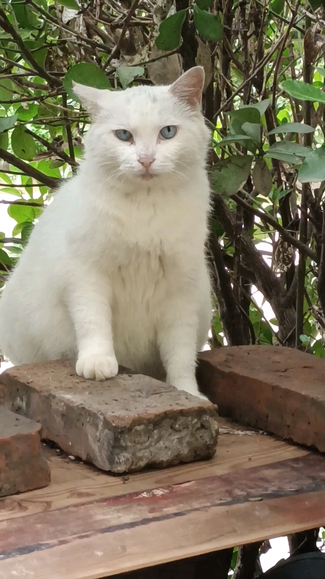 关爱流浪猫大白温柔的眼神