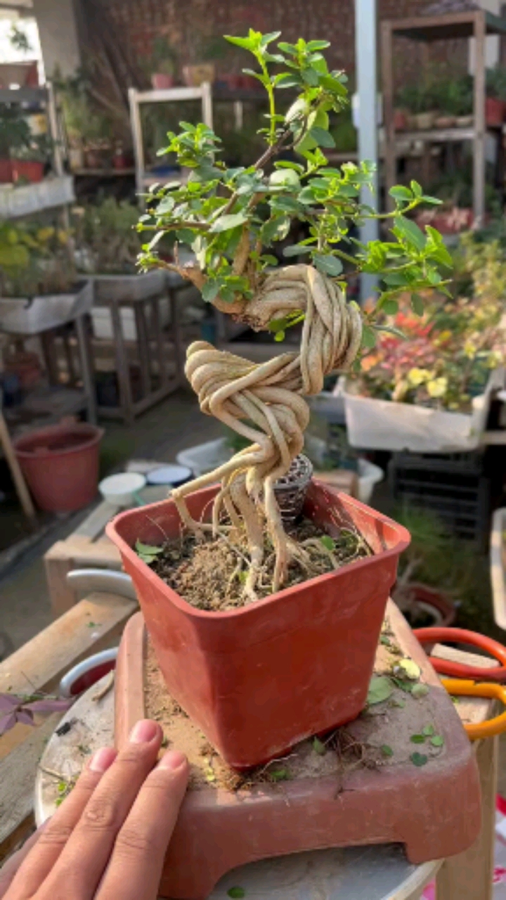 盆景#提根寿娘子