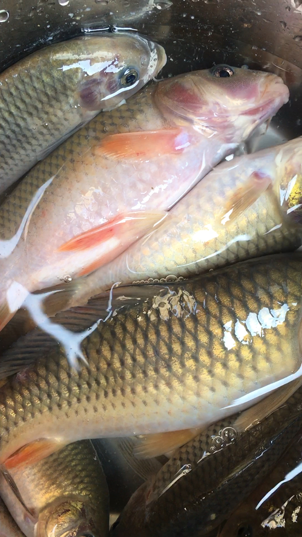 今天钓的禾花鲤