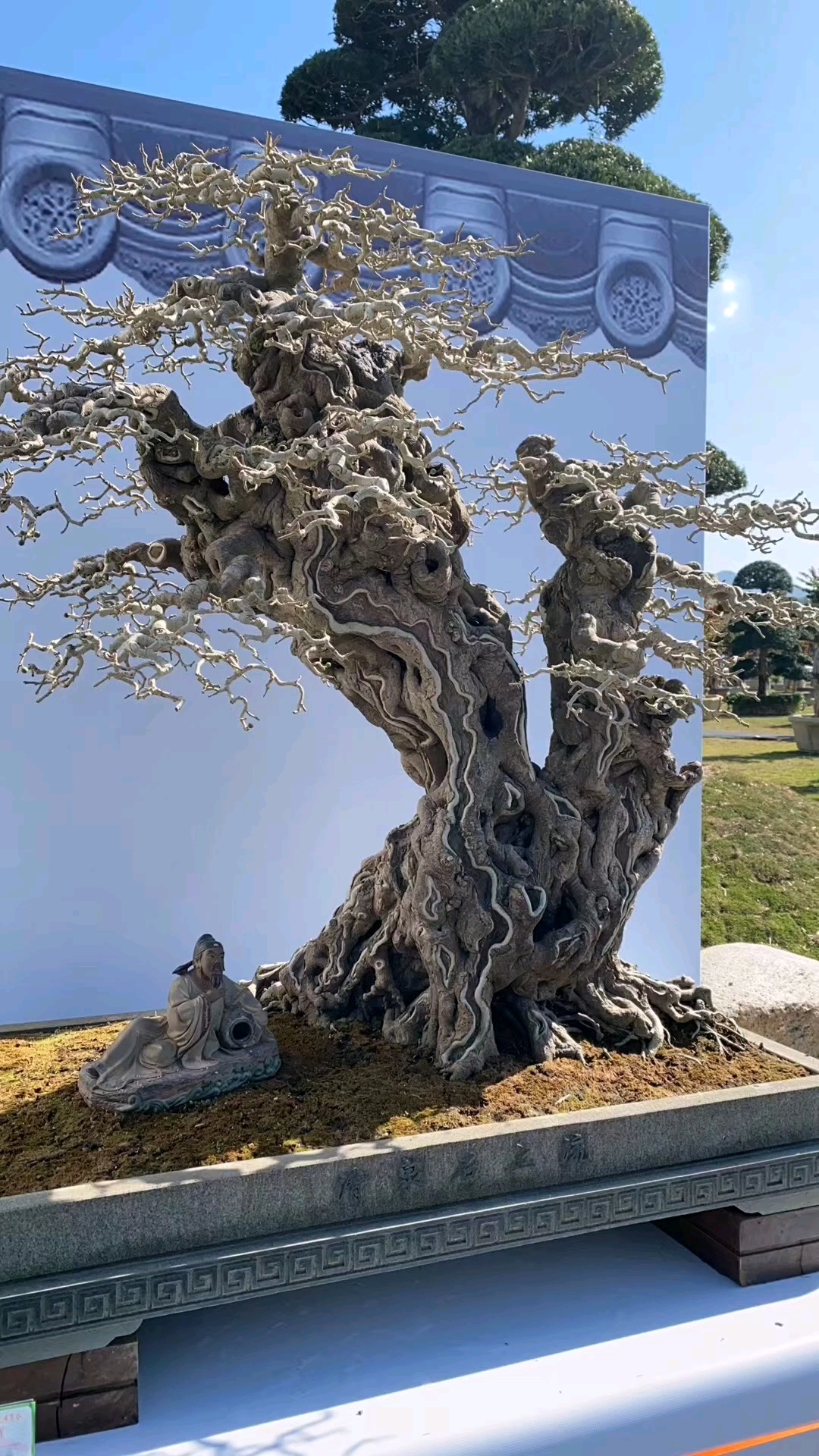 盆景#岭南精品盆景欣赏