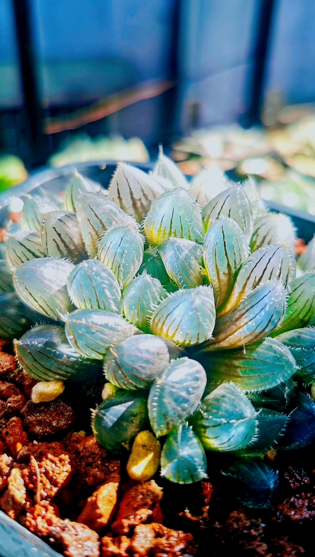 玉露#晶莹剔透的玉露,逆光下观赏更好看哦!