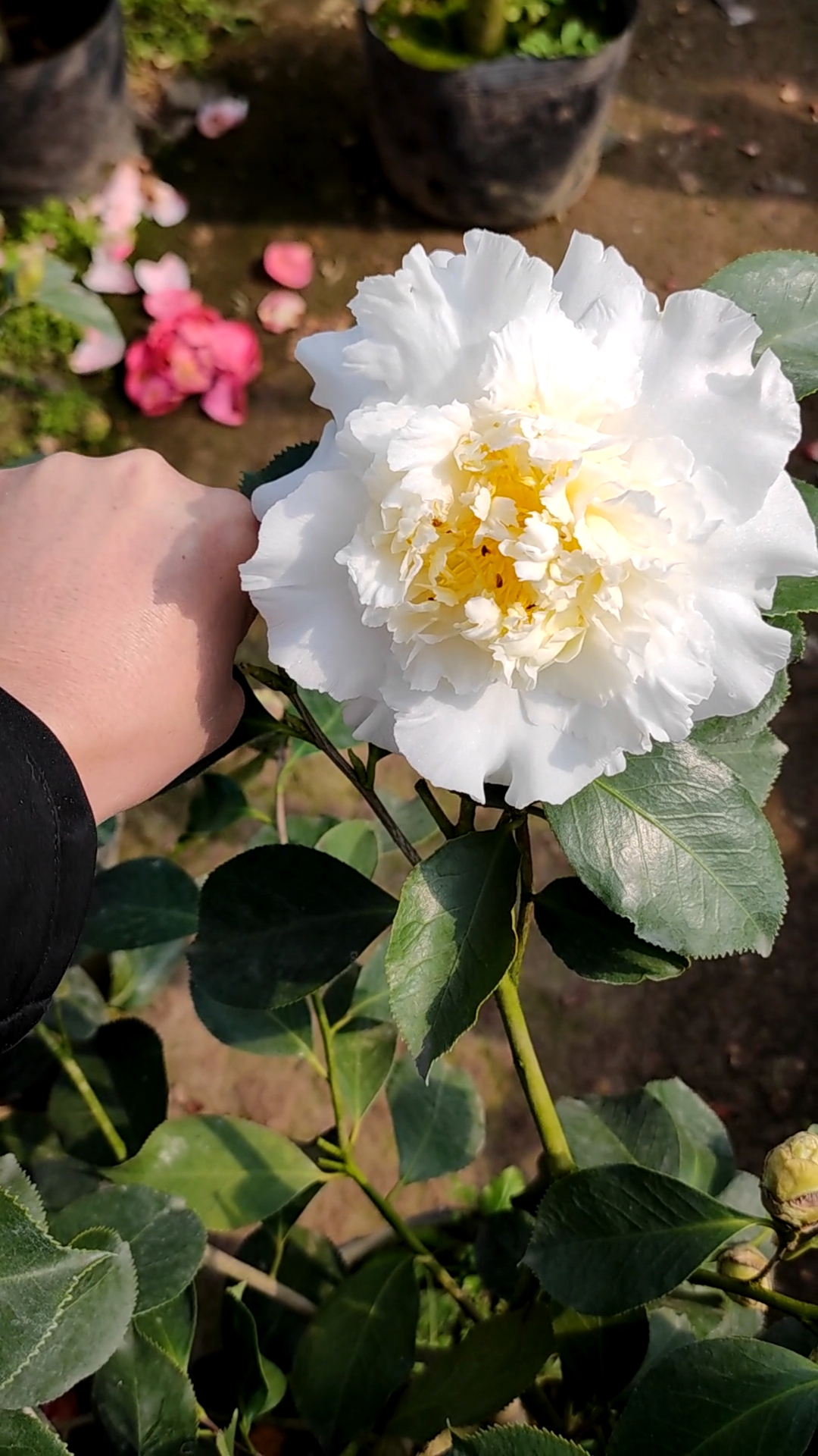 茶花名品白天鹅,花开纯白色牡丹型巨型花.-度小视