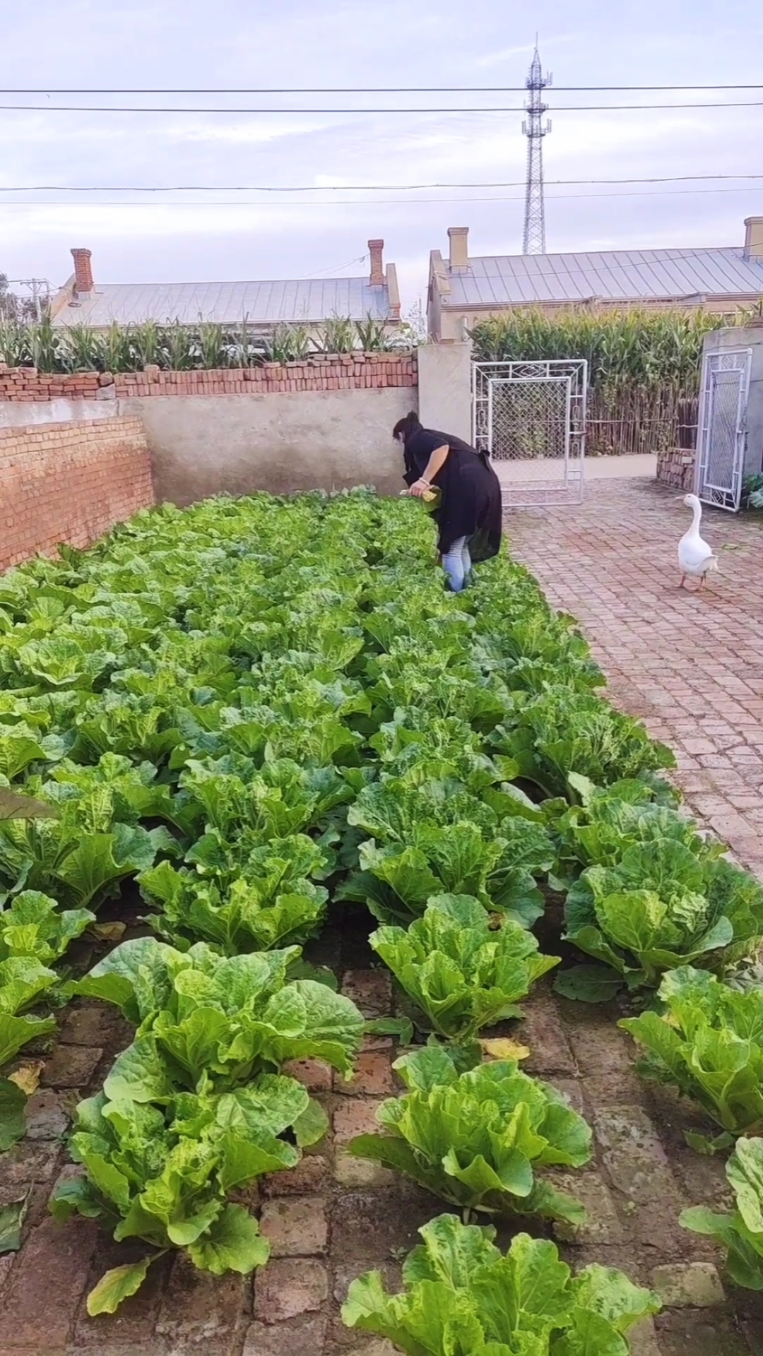 全网砖缝种菜第一人#砖地当菜园子?还真长大了-度小视