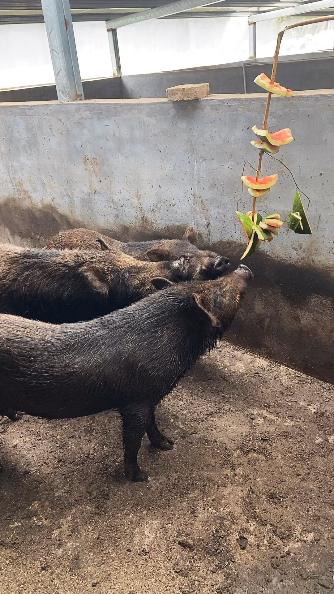 成年野猪种猪济南野猪养殖场