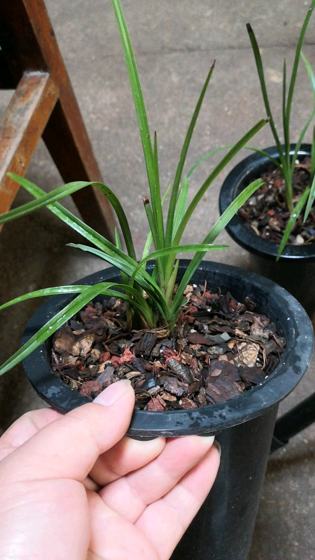 兰花#蕙兰龙行草