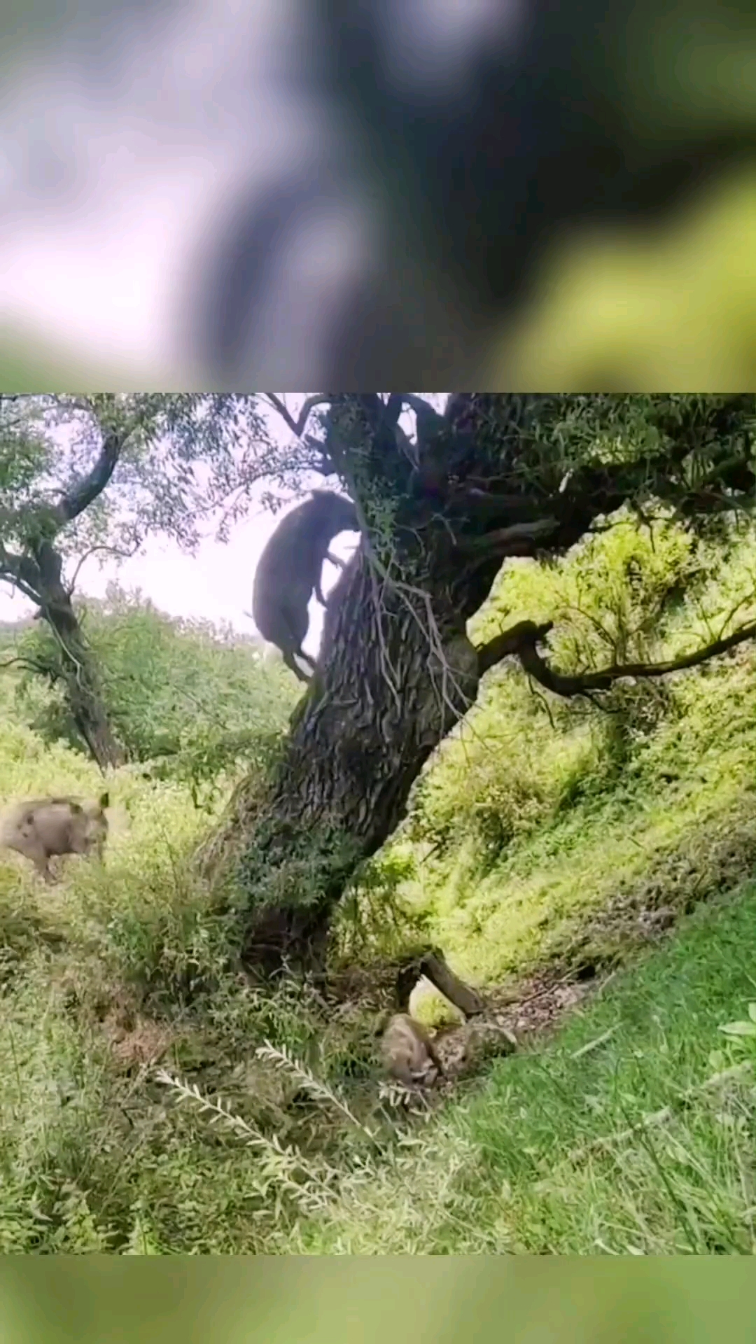 猪上树原来是真的