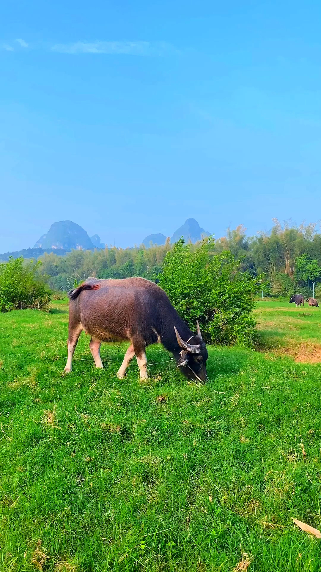 旅游进行时#城市套路深,我要回农村放牛了