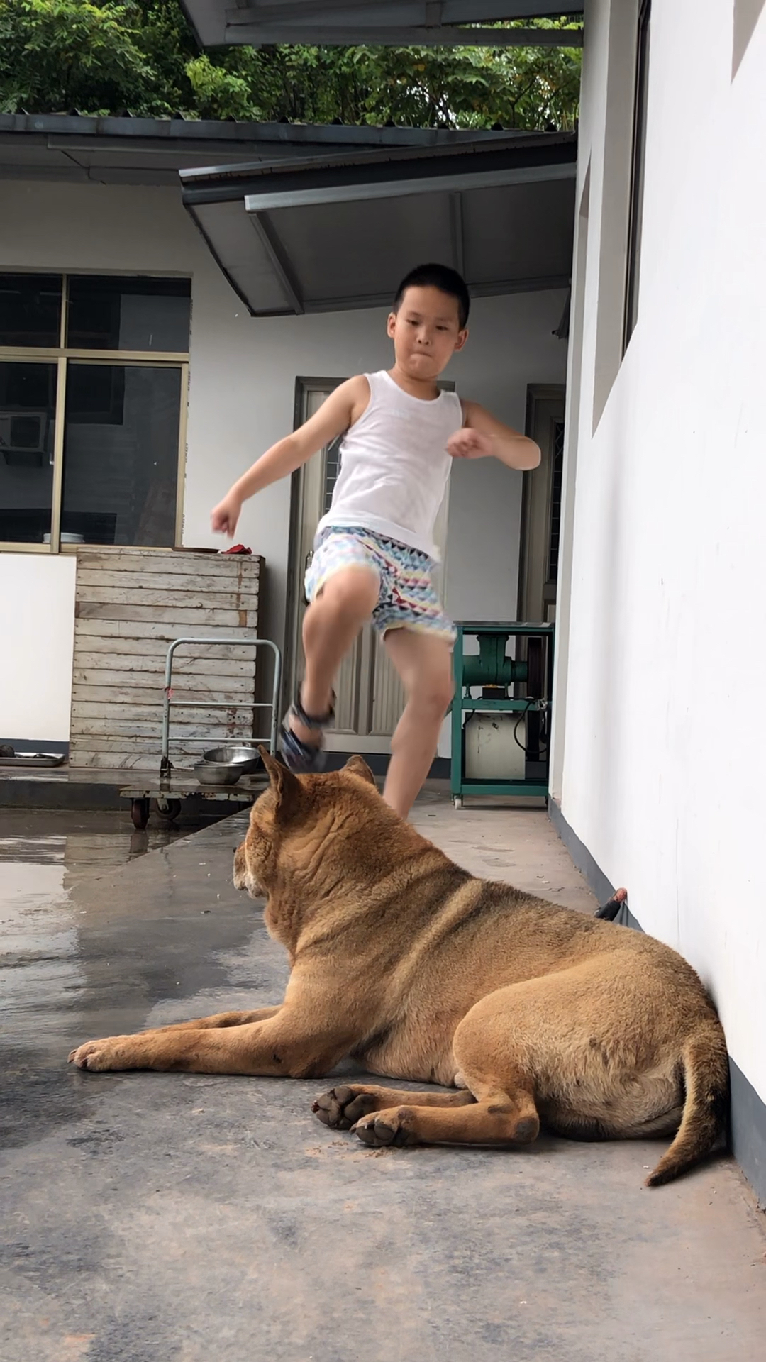 中华田园犬#土狗唯有"颜值与性格突出",自身强大,才是它最好的出路.