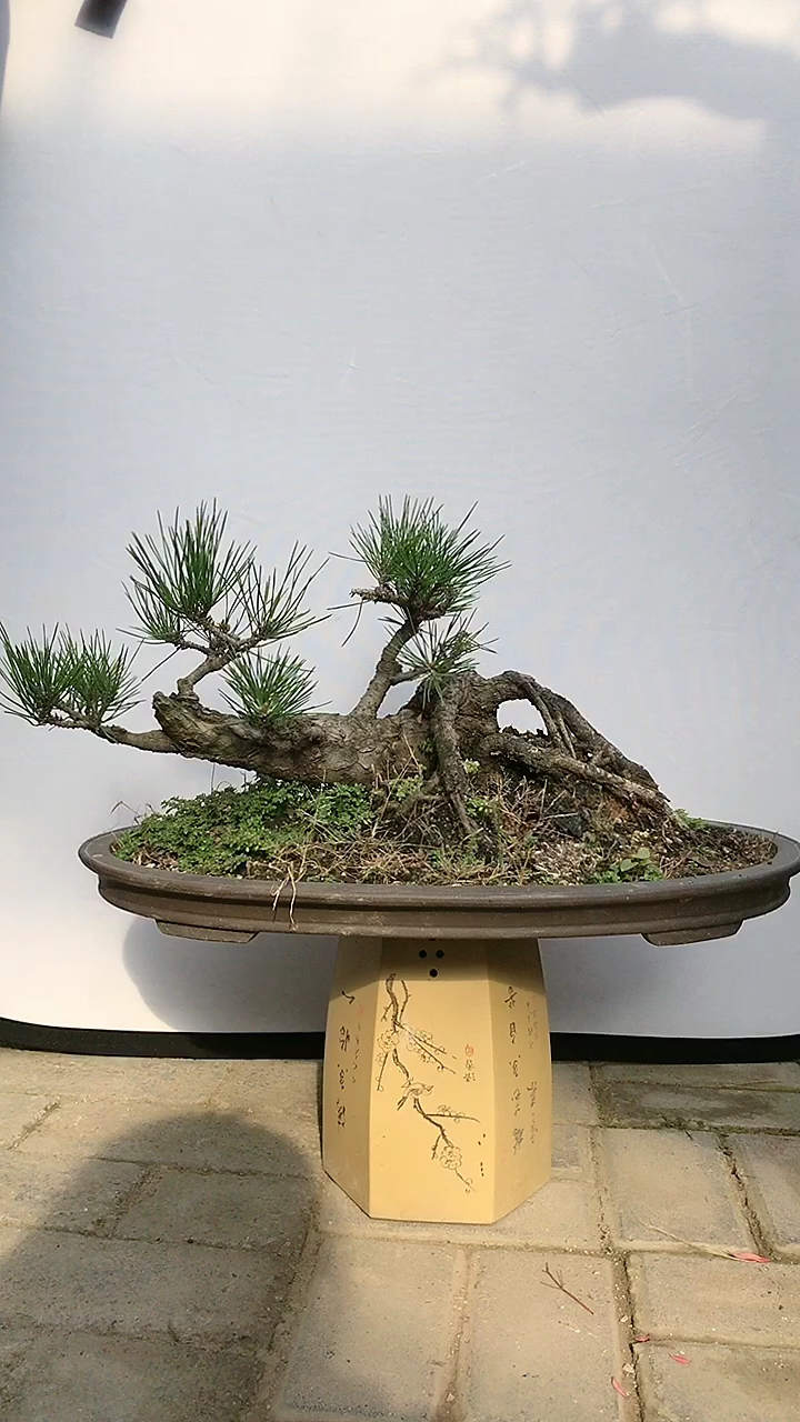 卧龙松