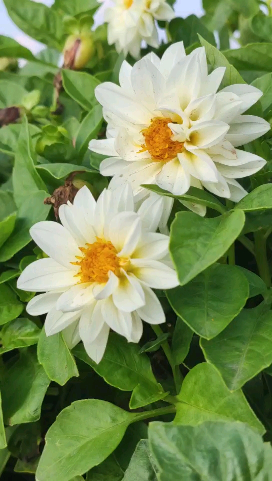 每天一点冷知识#白色勋章菊