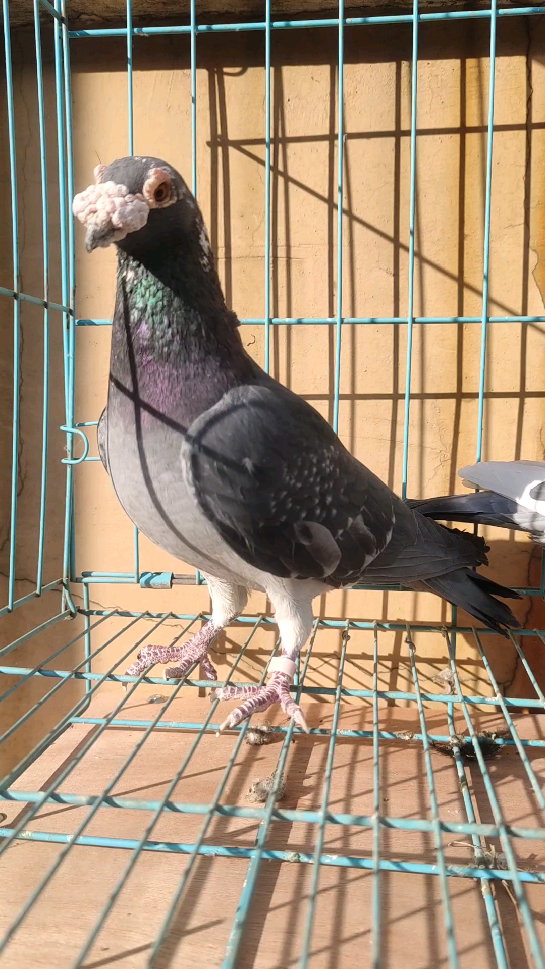 鸽魔#超大体大鼻子黑皮种雄.