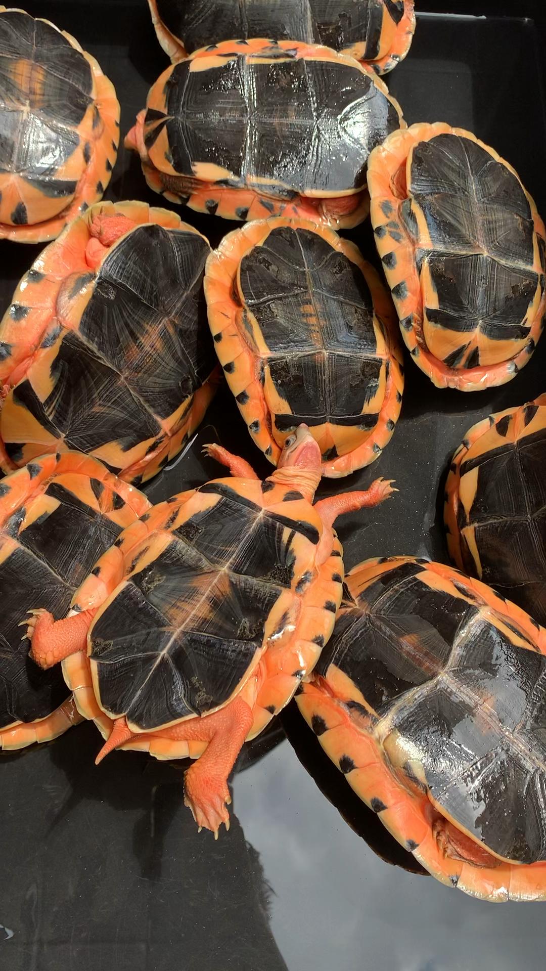 一批越南大米母1斤～1斤7,四年龟