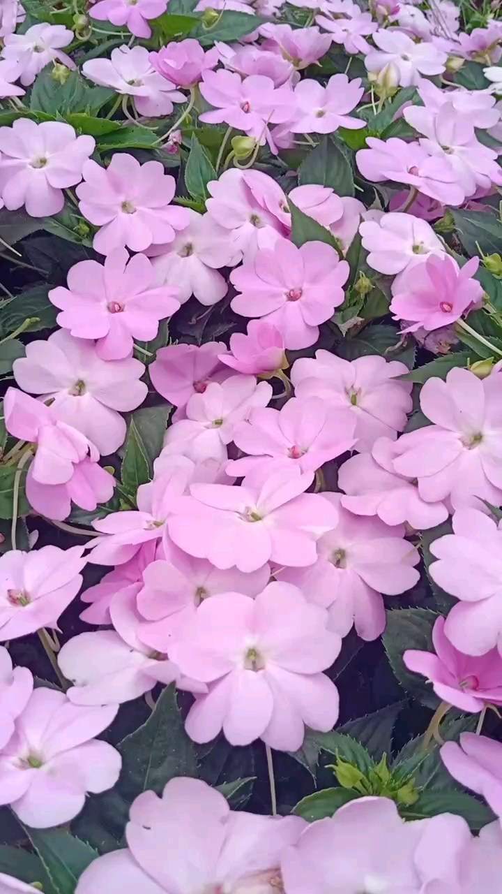 音为有你#粉红色凤仙花