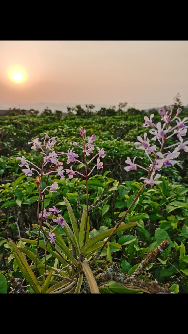 石斛记#小花万代兰