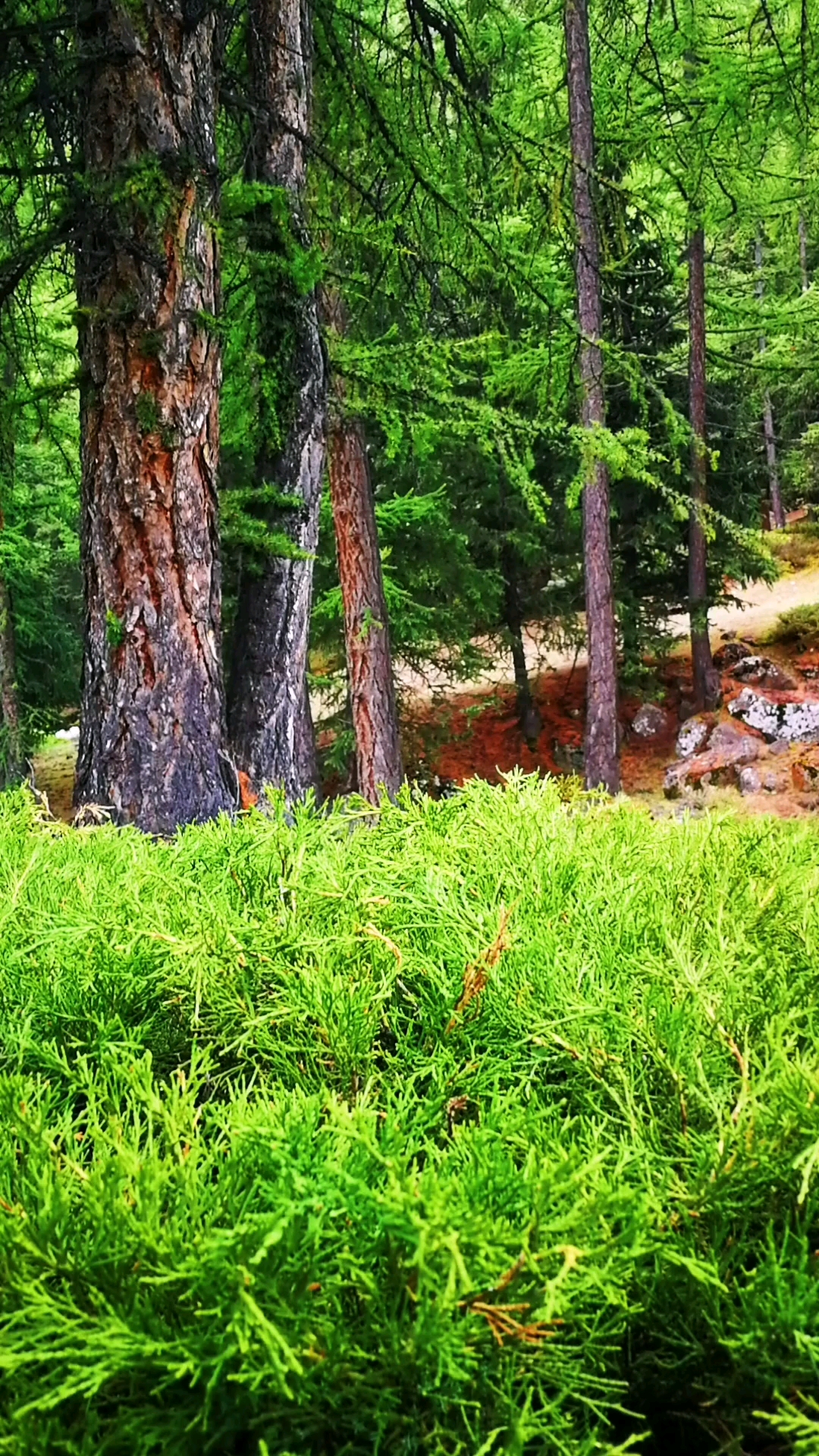 天山原始针叶林