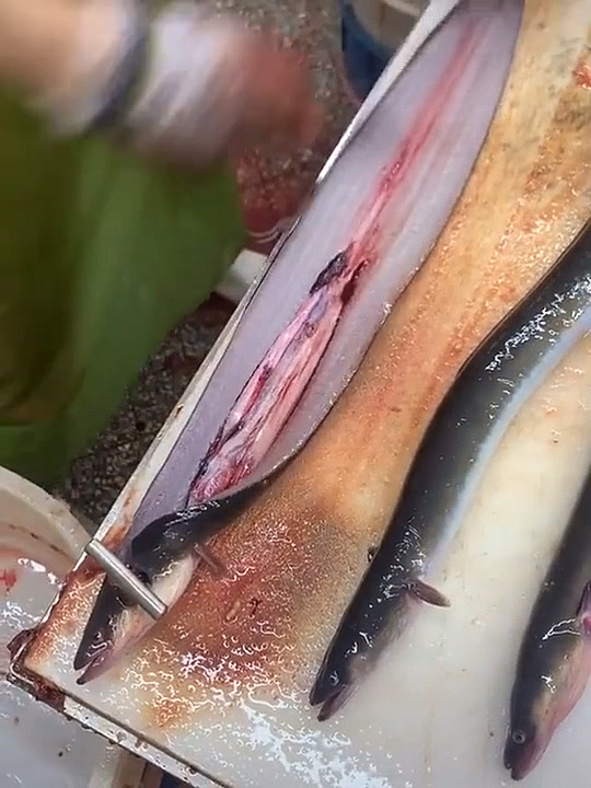 自制美食这个杀鳗鱼的手法没有20年做不出来