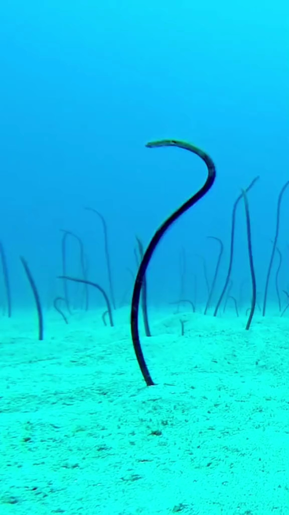 大千世界无奇不有.#最胆小的鱼花园鳗一生也不敢离开洞穴