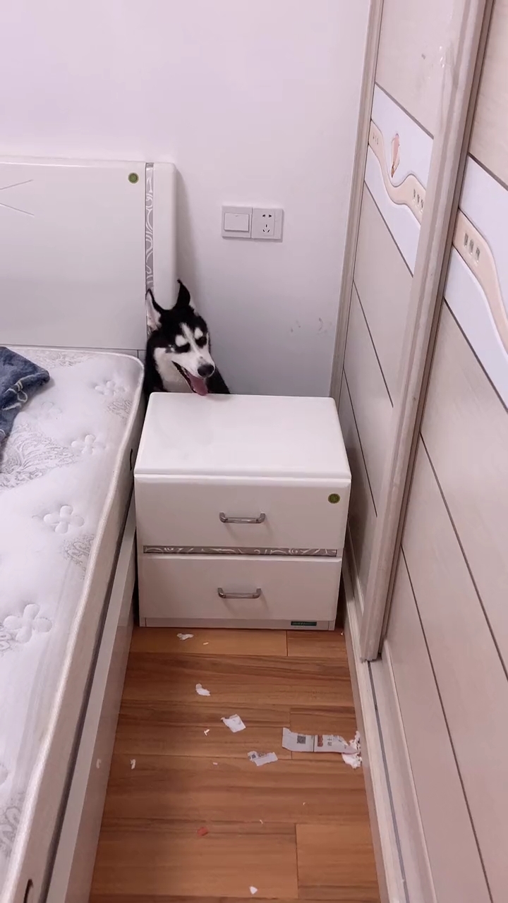 我家萌宠成精了#拆家的二哈