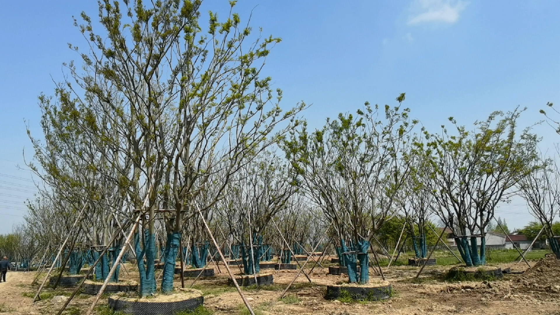 便宜的丛生朴树无非就是工艺差一点材料差一点成活率和保障低一点看着