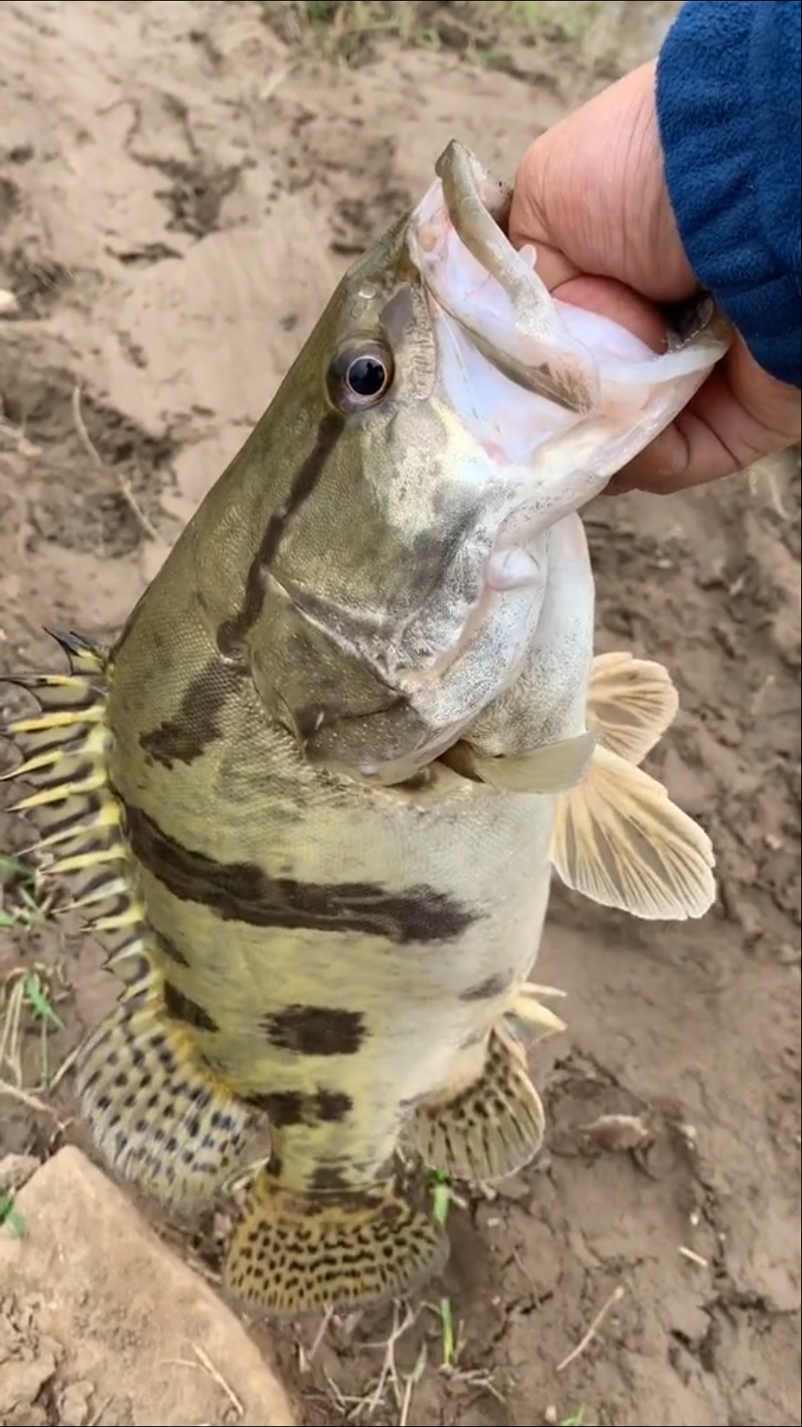 路亚小伙伴#上鱼了,大白鳜鱼