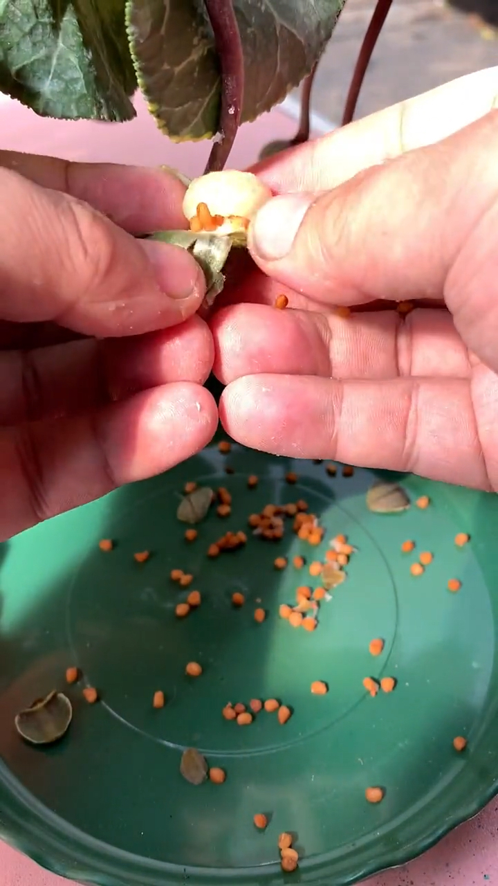 仙客来种子成熟了