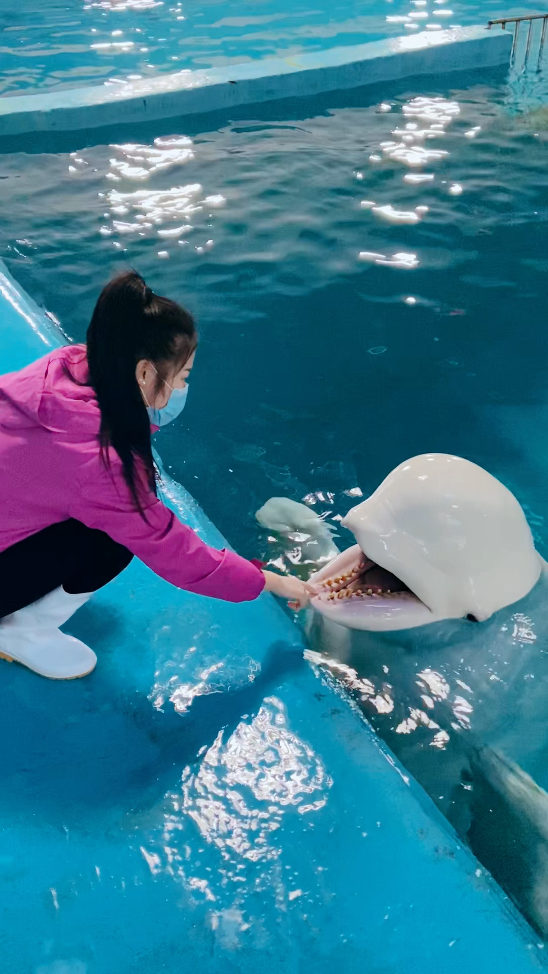 家有萌宠#小姐姐陪白鲸宝宝玩耍啦