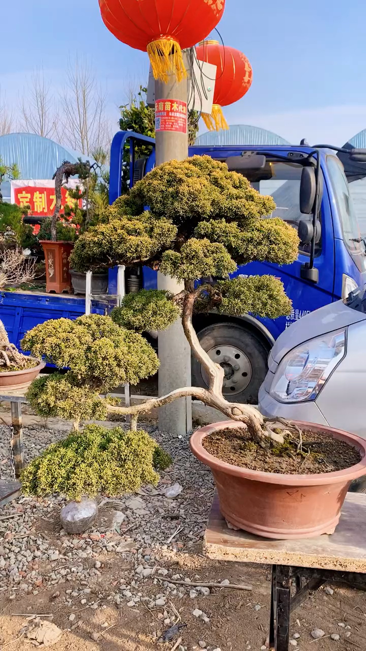 盆景#精品黄金真柏