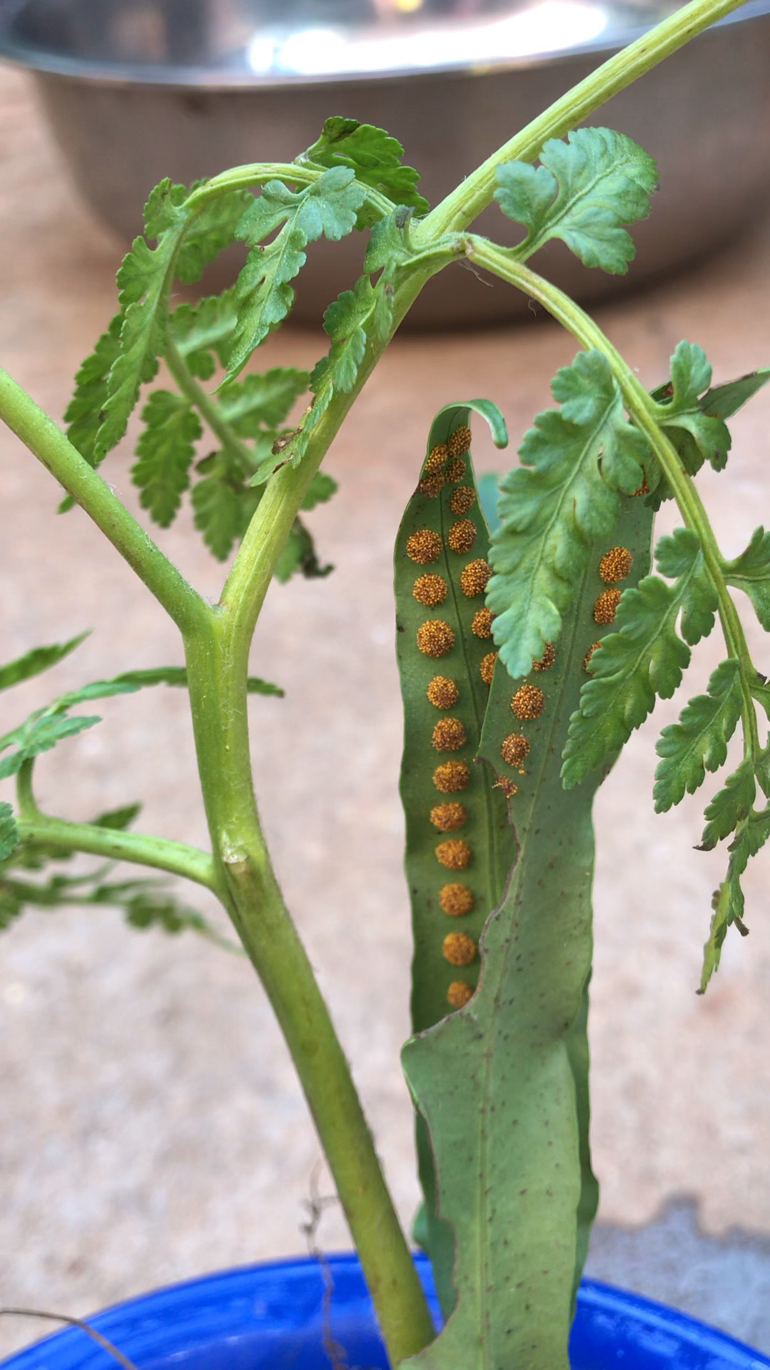 一朵云轩,猴子草,盒景
