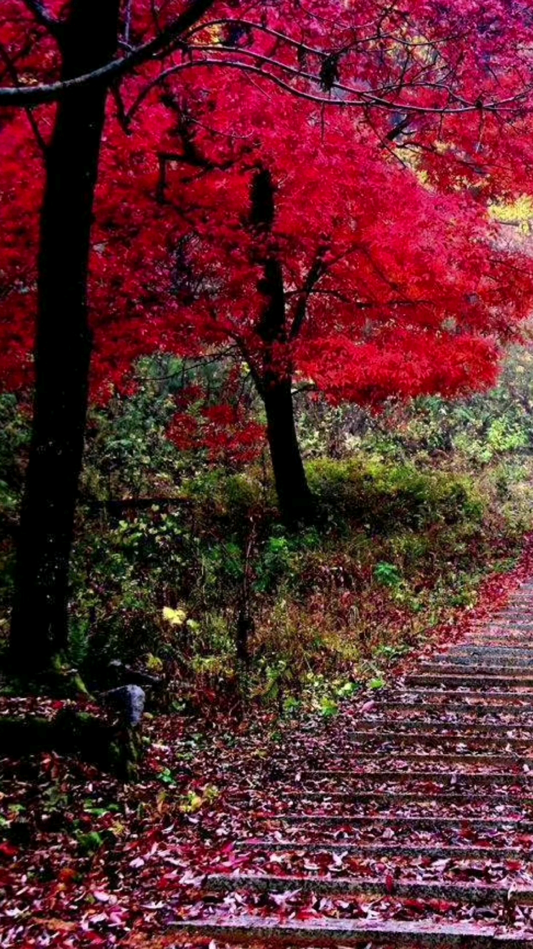 不知不觉秋天到了,染红了枫叶,愿你一切尽意,百事从欢