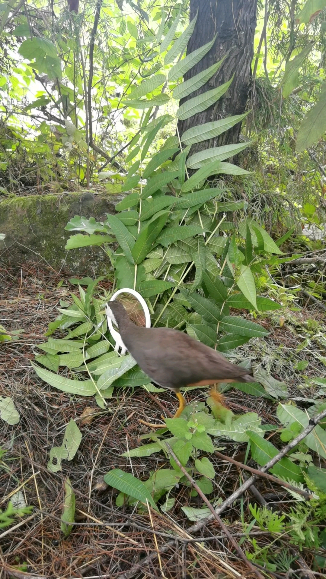 白麵水雞