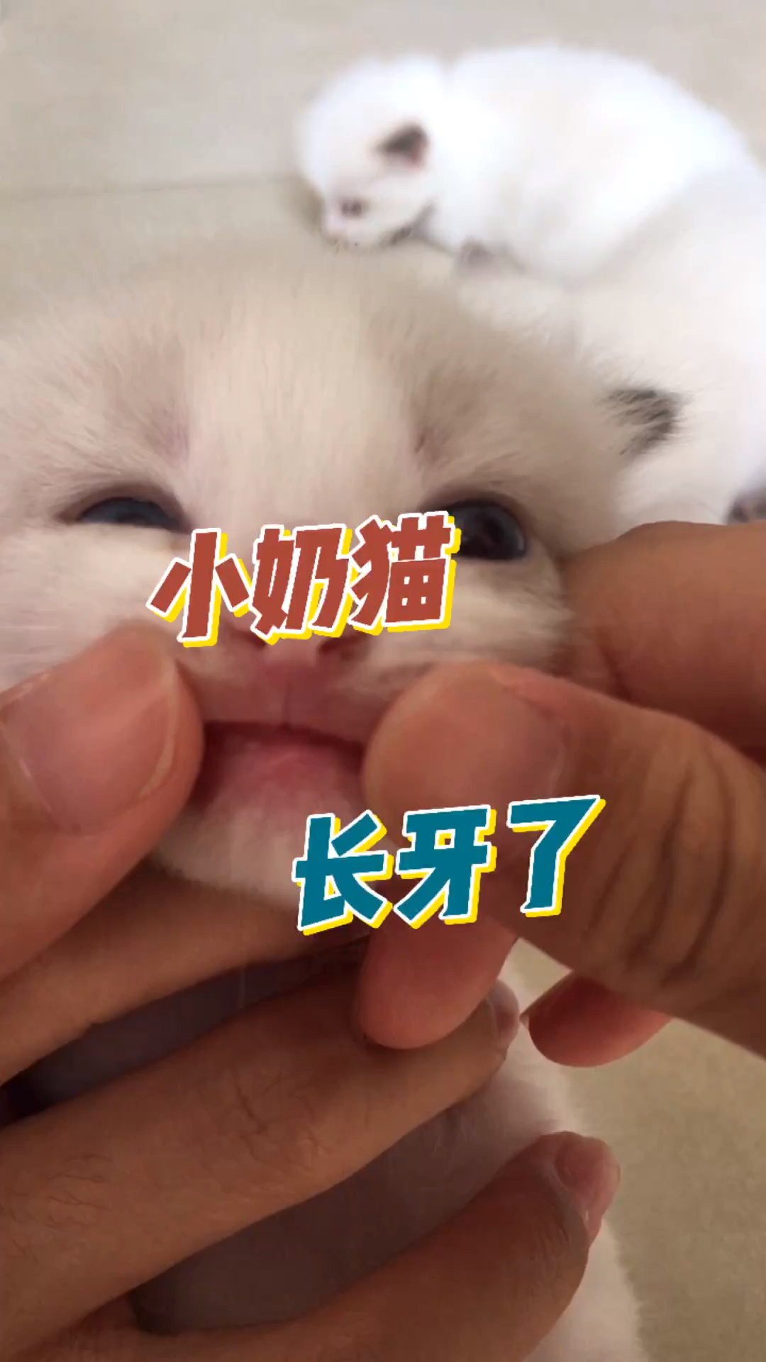 小小爱宠萌化你我的小奶猫长牙了