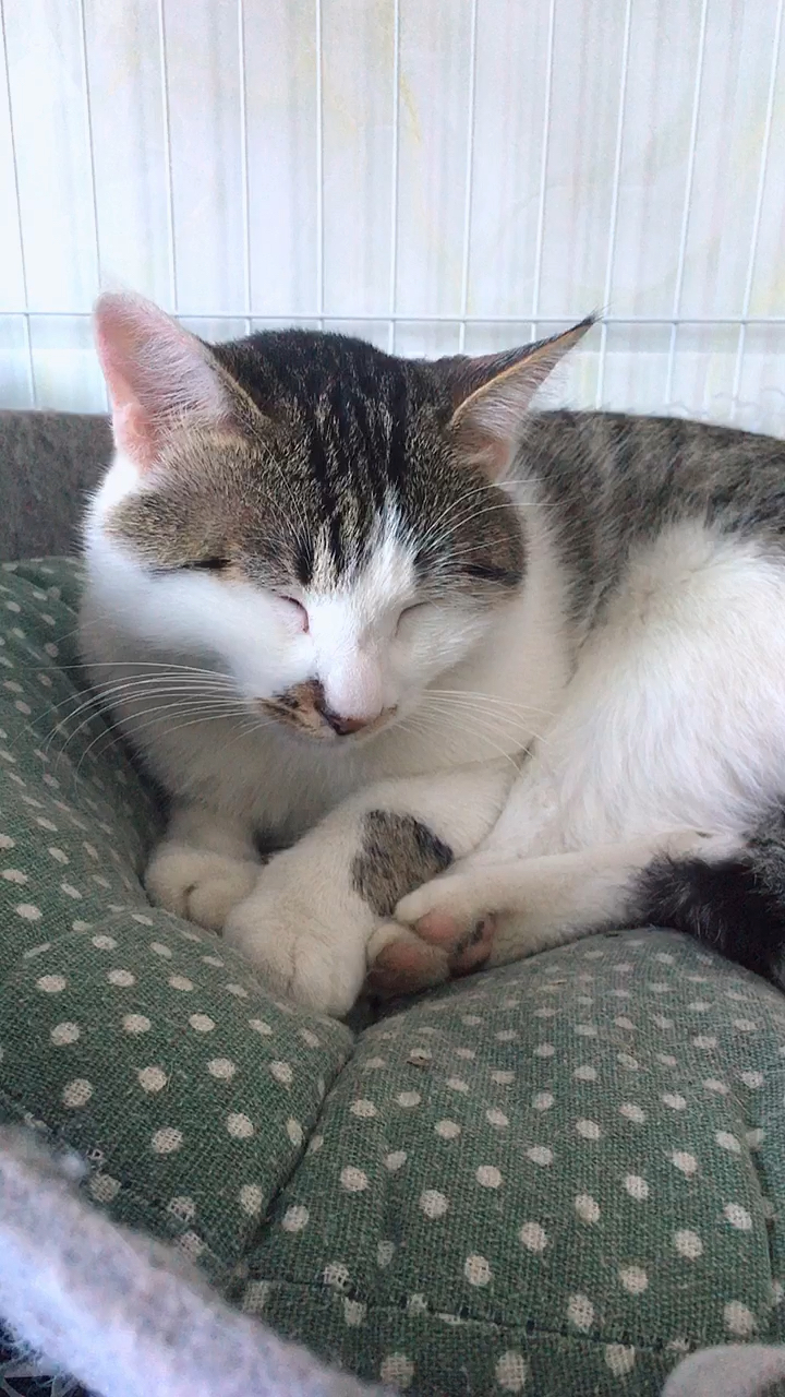 雪狸:一只猫在家睡觉