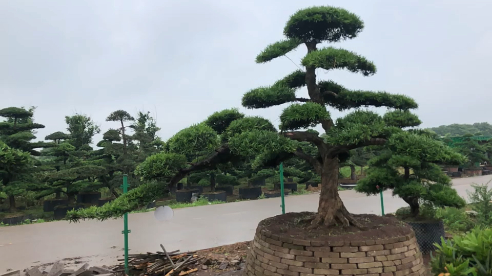 罗汉松飘枝种起来会出什么效果