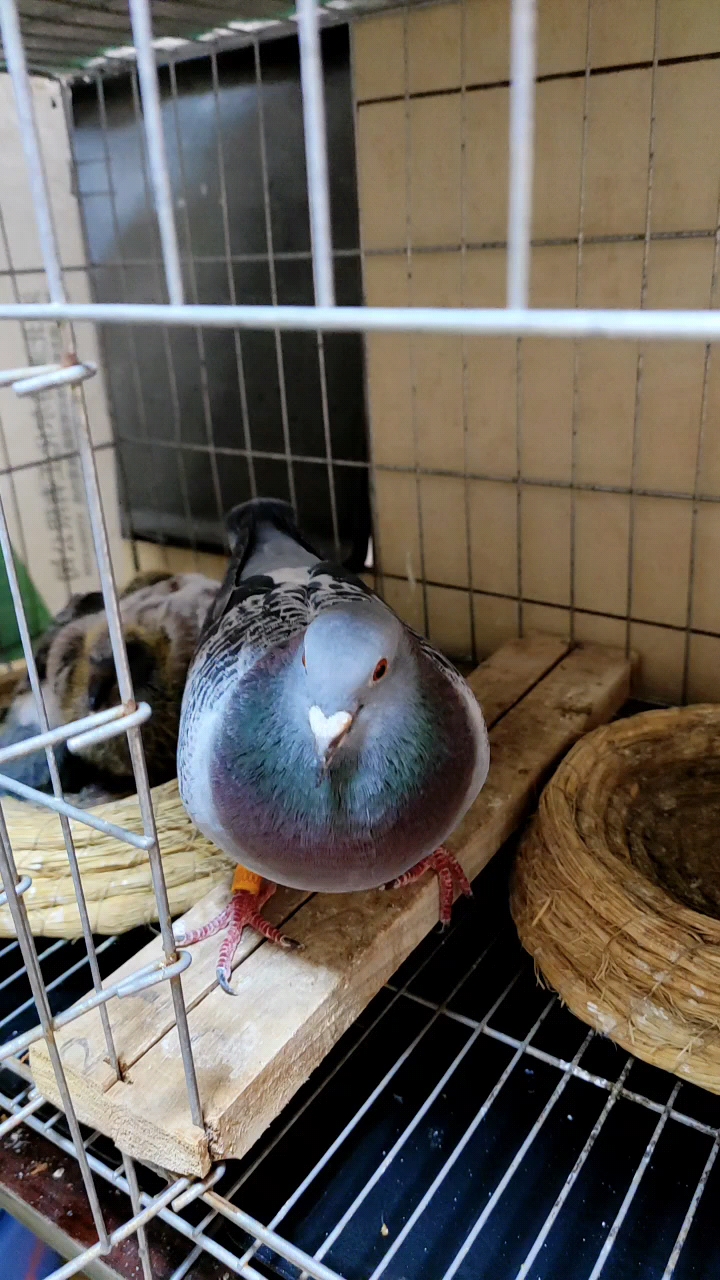 鸽子佳丽#一羽漂亮的雨点雌鸽!北京大名家的公棚成绩鸽.