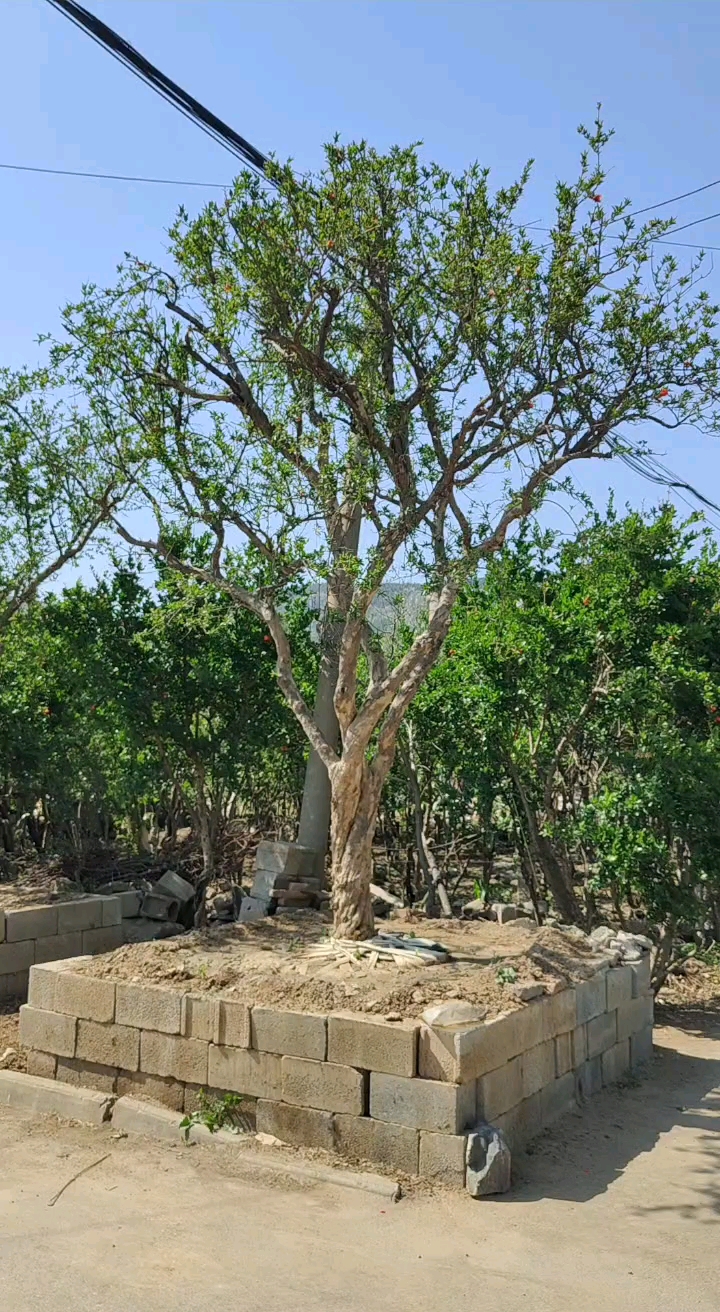 石榴树#树高四米的大石榴树,粗壮旺盛树形优美-度小视