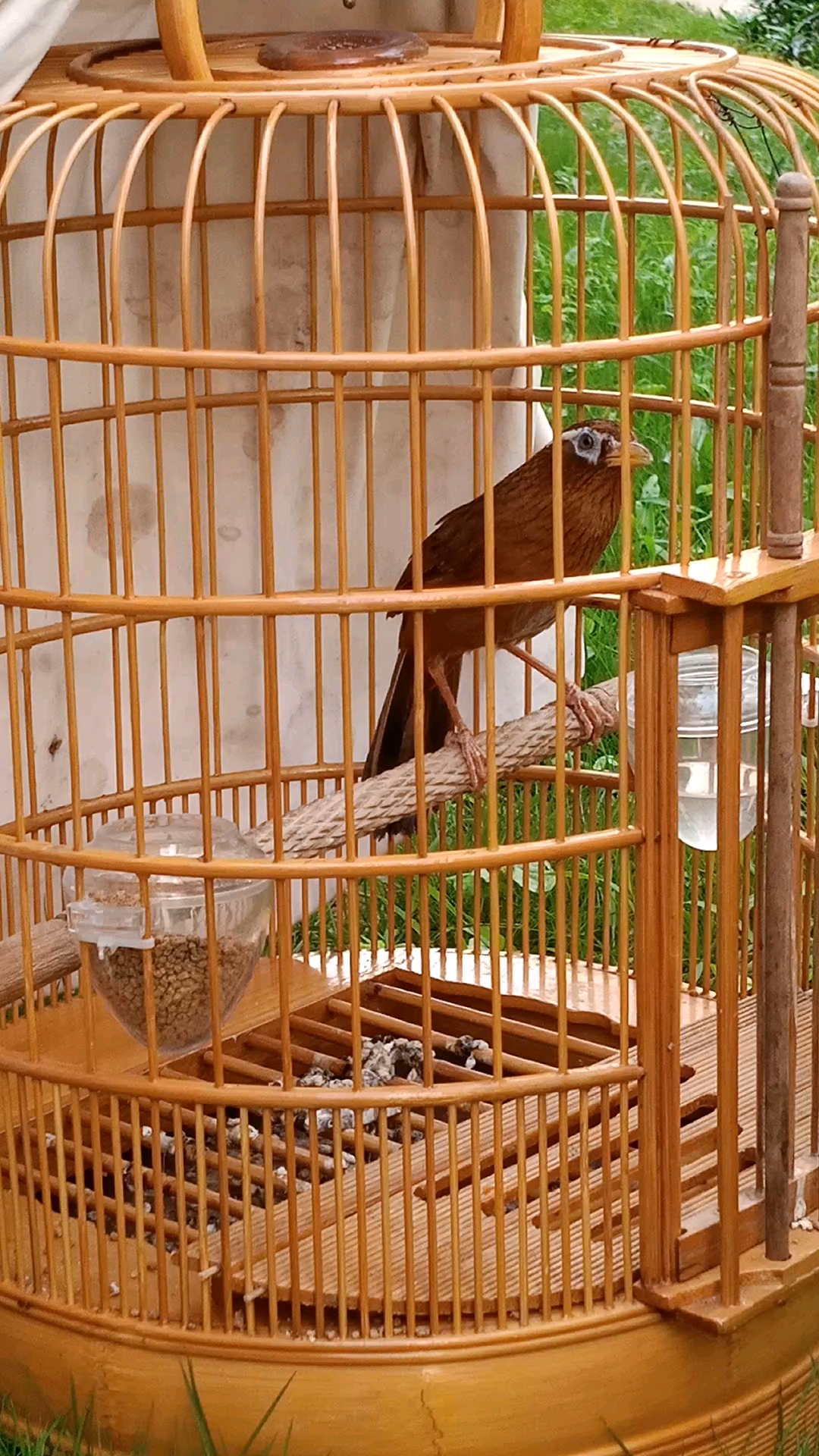 提性强膘气足收身毛色光泽亮丽黄嘴黄脚画眉鸟吃出来的状态