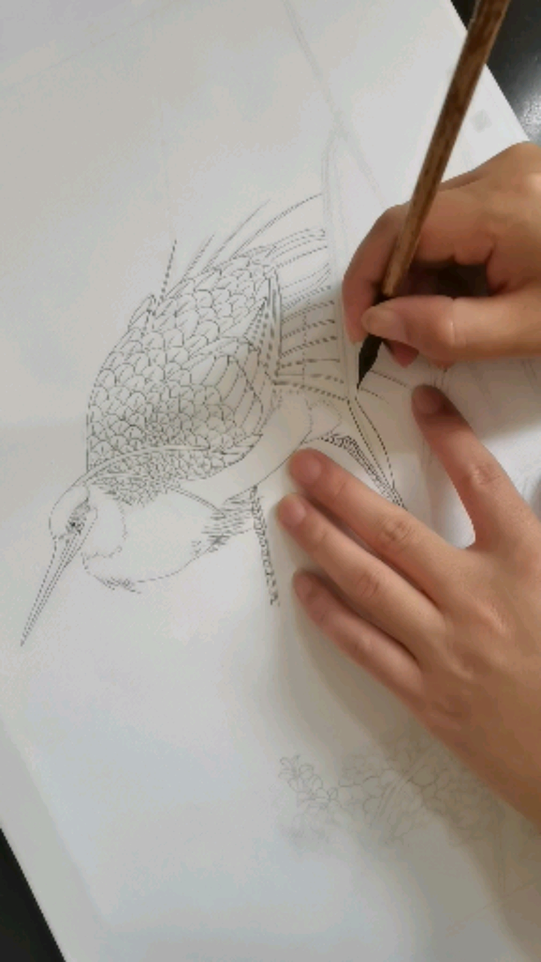 破壳计划#芦苇白描勾线