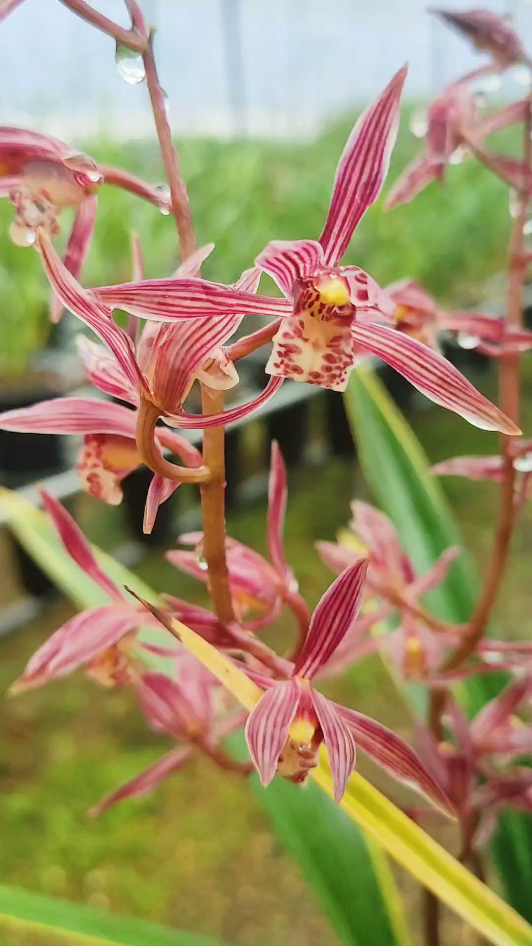老种墨兰樱姬爪,花色鲜艳,味道浓香,一杆多花