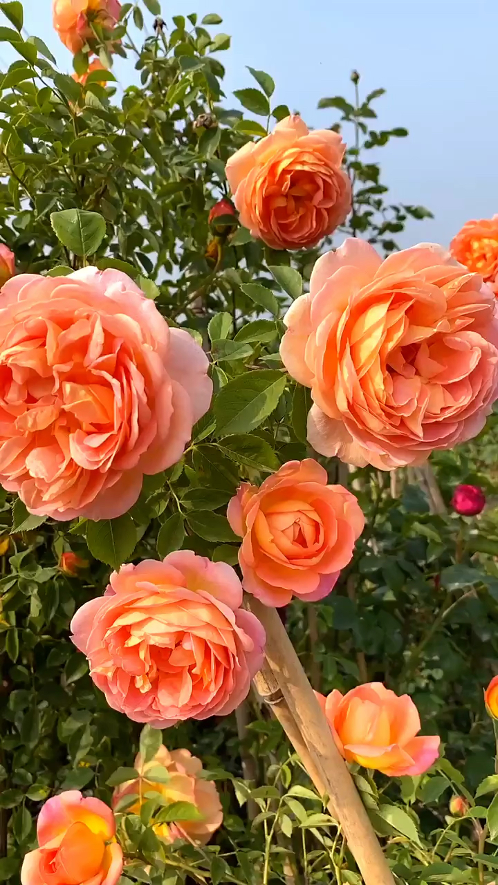 藤本月季夏洛特夫人,开花太美了