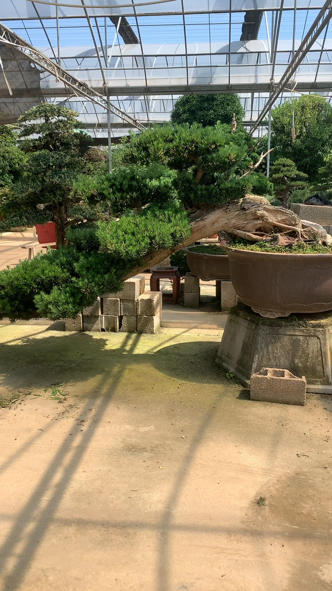 悬崖造型罗汉松,适合庭院别墅栽种-度小视