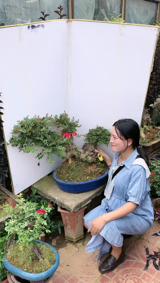 盆景精品姬紫薇耐寒好养