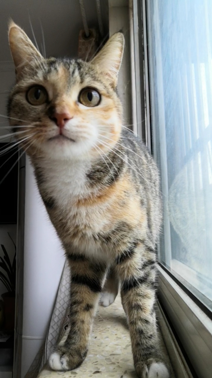 混血狸花猫#开头的猫步还是不错滴