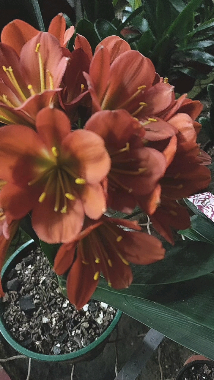 君子兰欣赏#比利时红开花了-度小视