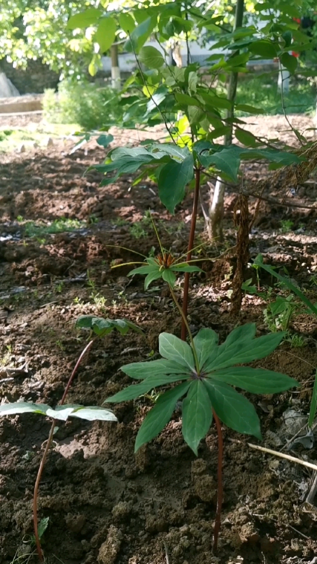 名贵药材#野生七叶一枝花,移栽成功