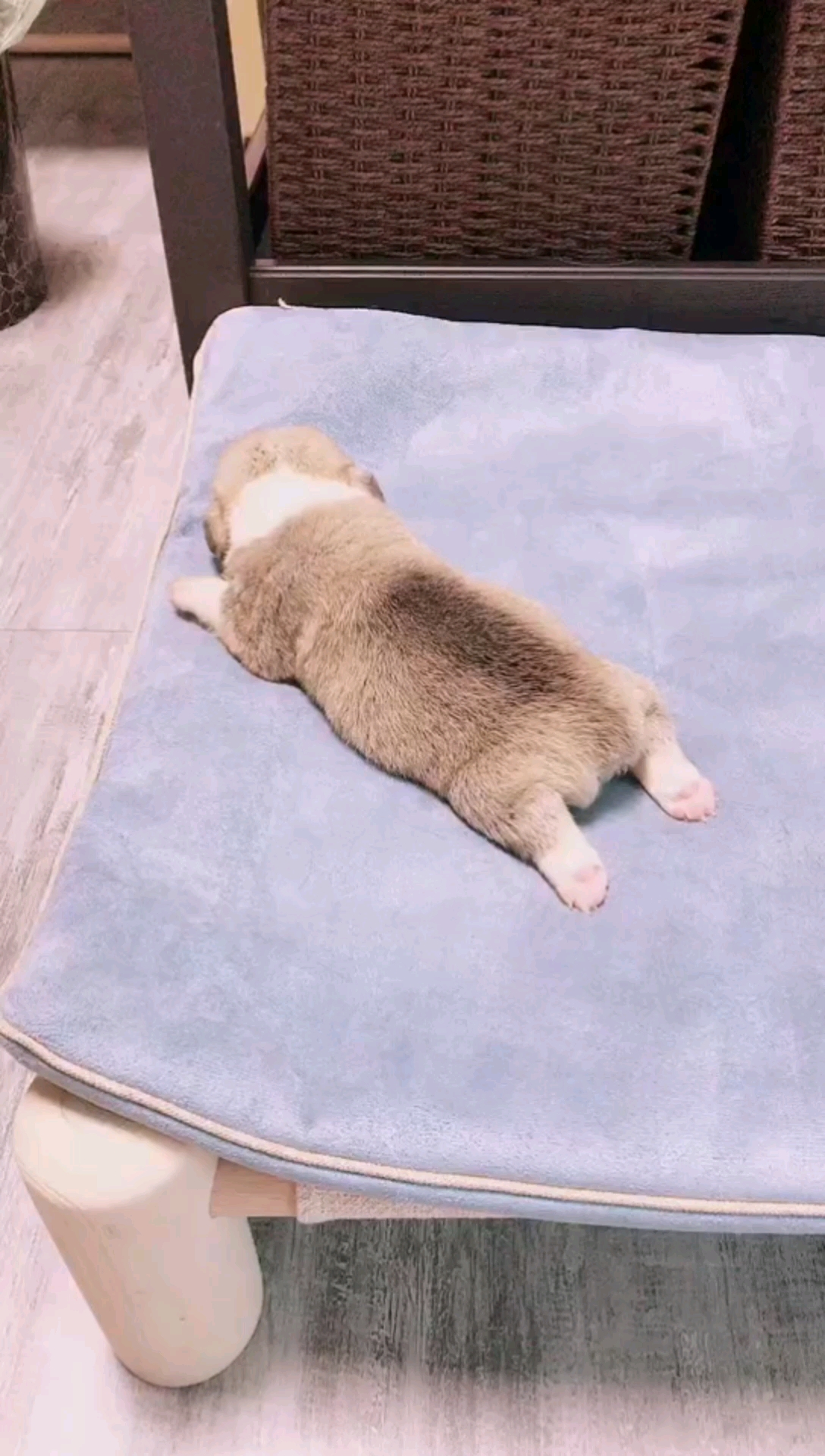 我家萌宠成精了#柯基可爱集锦(5)柯基祖传手艺,柯基趴