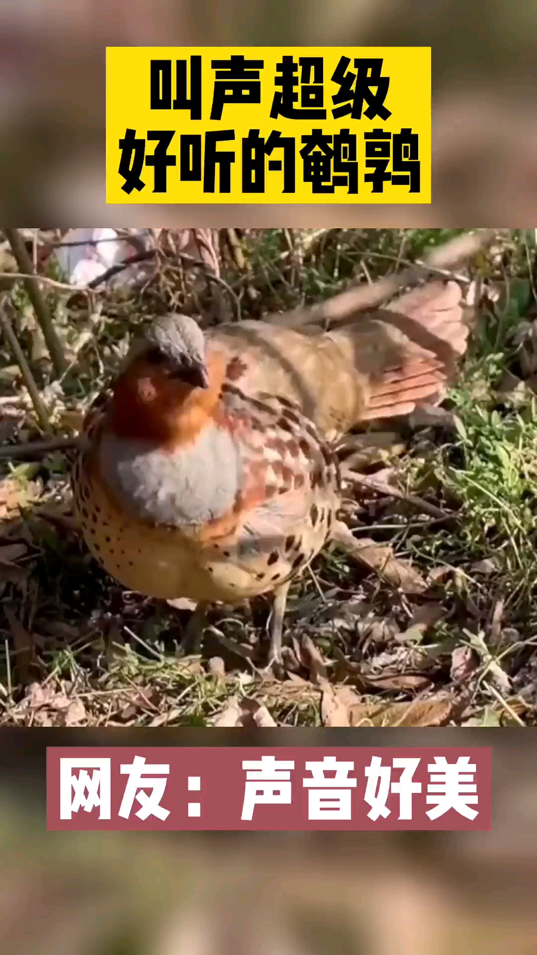 動物世界叫聲超級好聽的鵪鶉