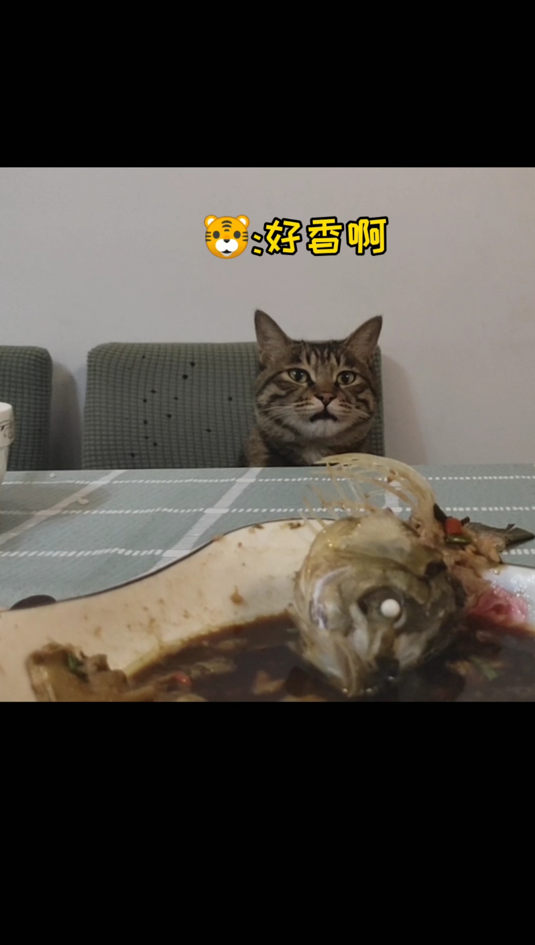 我家萌宠成精了#还真是没有不偷腥的猫