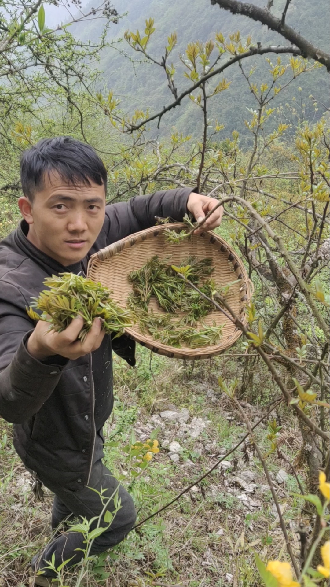 大山里的野菜,你见过吗?